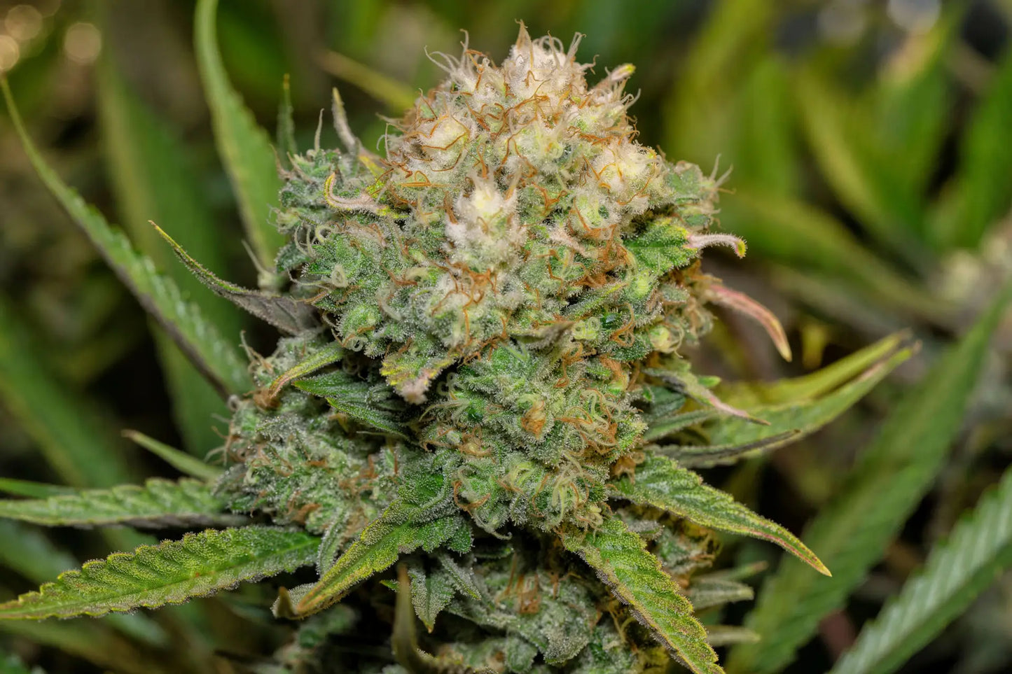 Cannaday White Widow 10% – White Edition