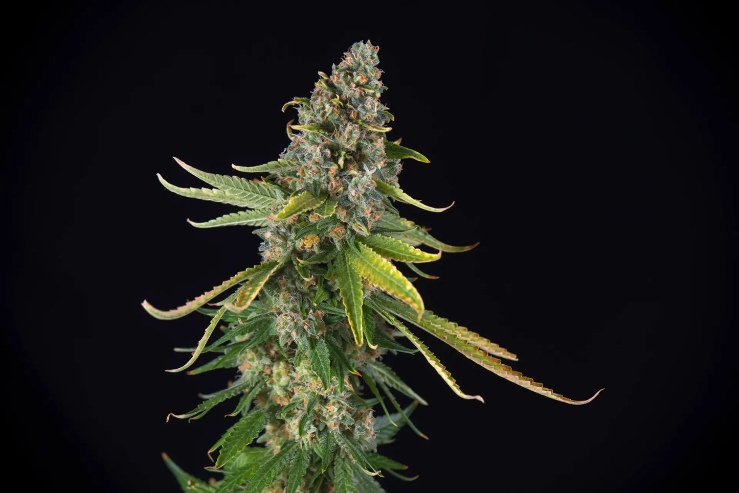Cannaday Zkittlez 13% – White Edition