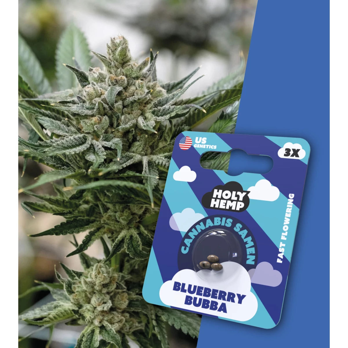 Samen - HolyHemp Blueberry Bubba (Fast Flowering)