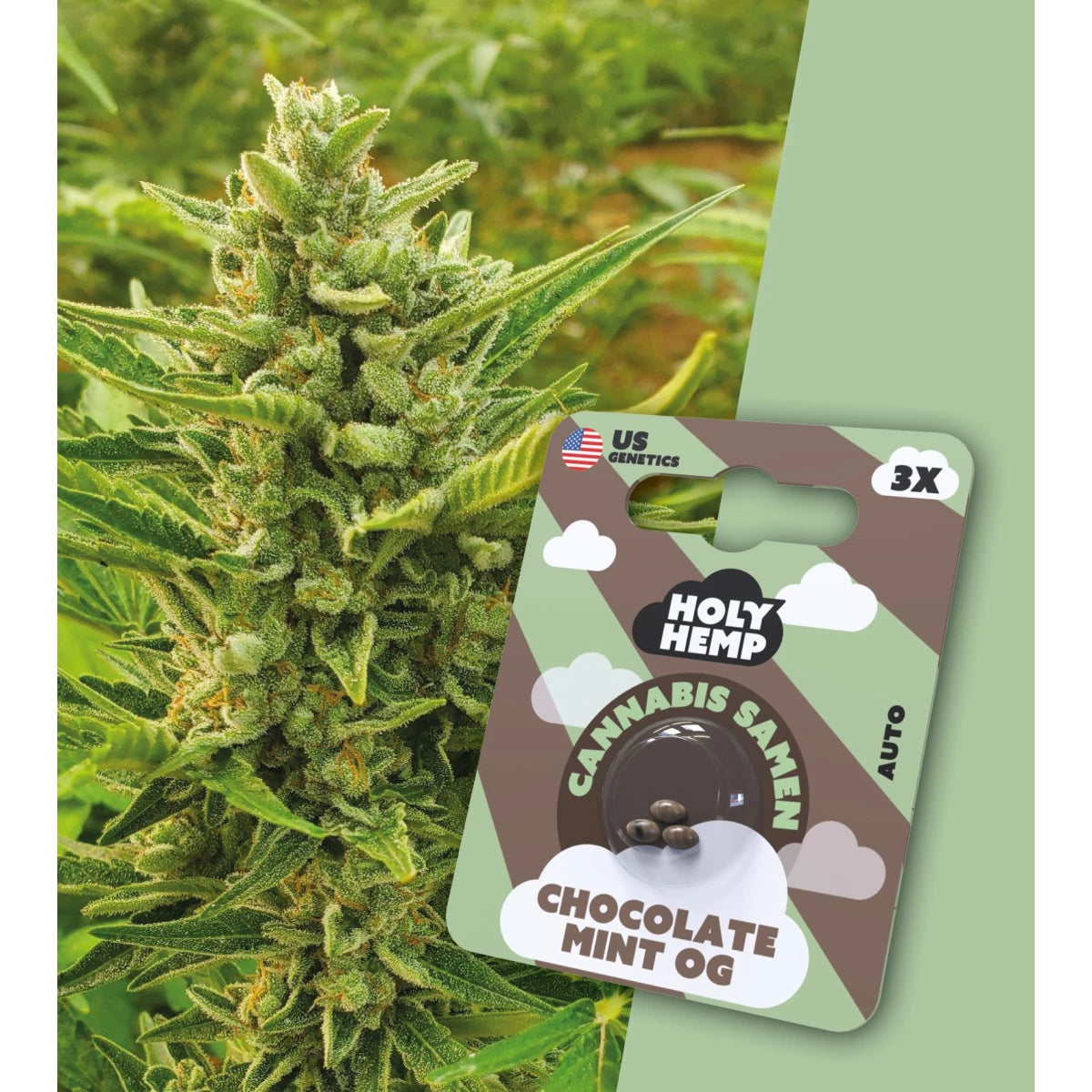 Samen - HolyHemp Chocolate Mint OG (Auto Flowering)