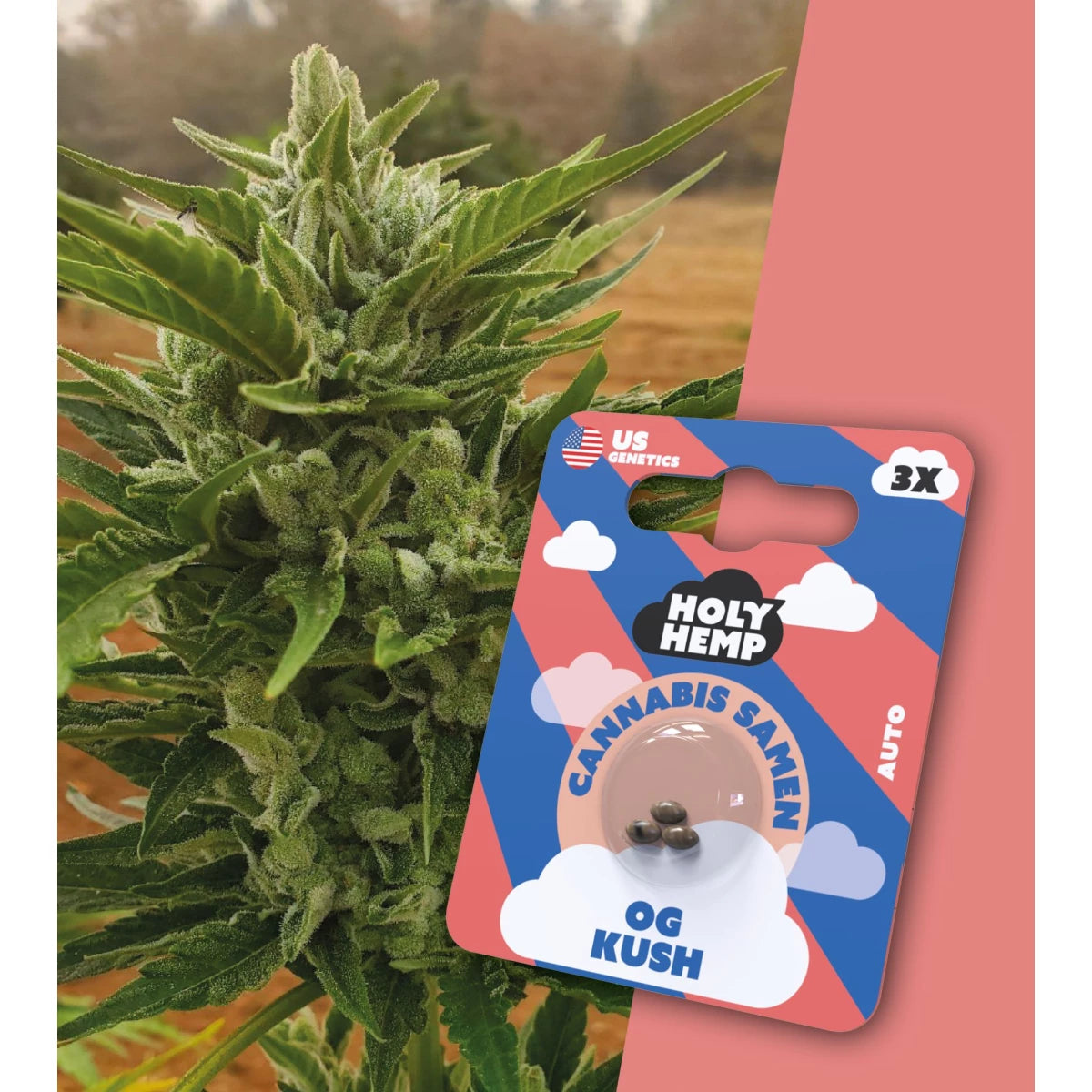 Samen - HolyHemp OG Kush (Auto Flowering)