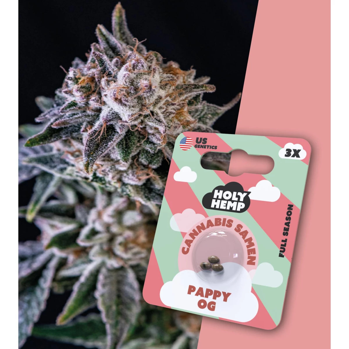 Samen - HolyHemp Pappy OG (Full Season)