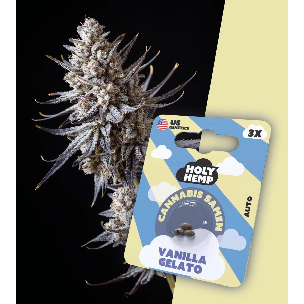 Samen - HolyHemp Vanilla Gelato (Auto Flowering)
