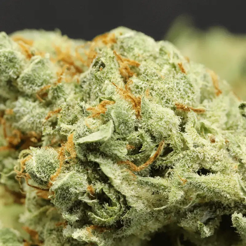 Cannaday - Blüten - CBD - Super Lemon Haze 16% – White Edition