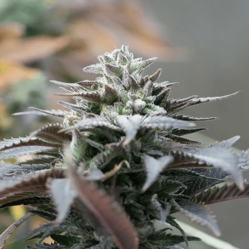 Cannaday Purple 14% – White Edition