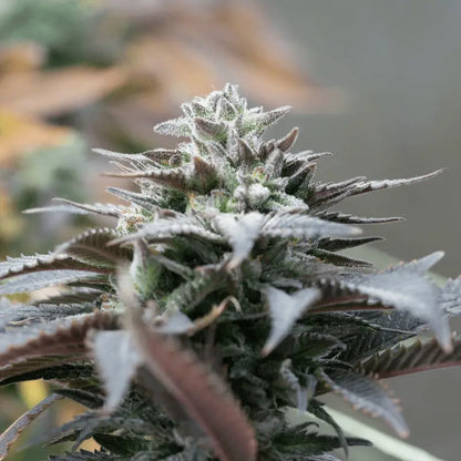 Cannaday Purple 14% – White Edition