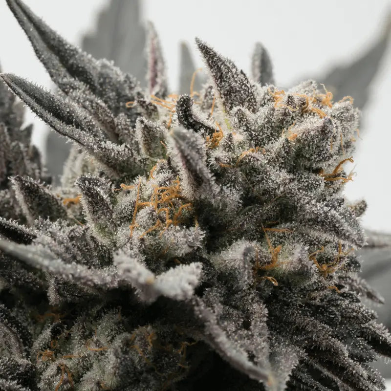 Cannaday Purple 14% – White Edition