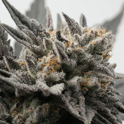 Cannaday Purple 14% – White Edition