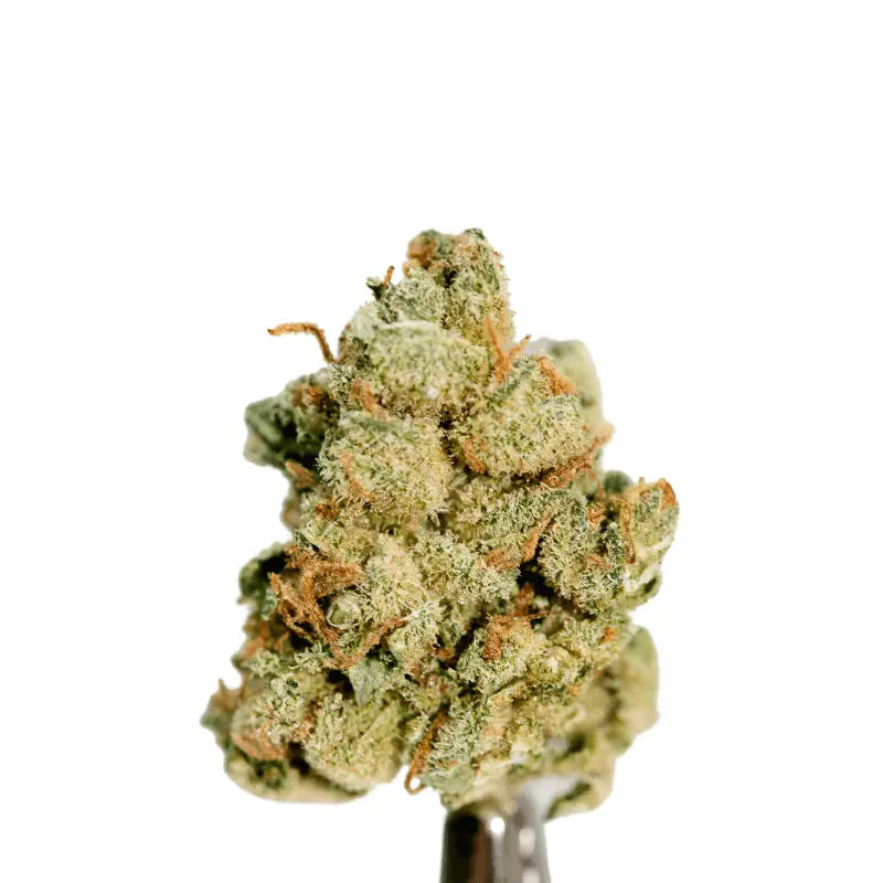 Cannaday - Blüten - CBD - Super Lemon Haze 16% – White Edition