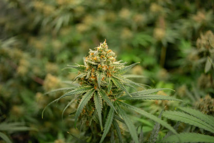 Cannaday - Blüten - CBD - Super Lemon Haze 16% – White Edition
