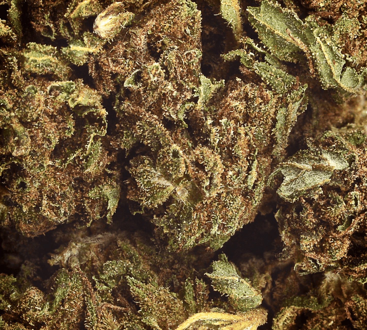 Tom Hemps - Blüten - CBD - Meer Jane