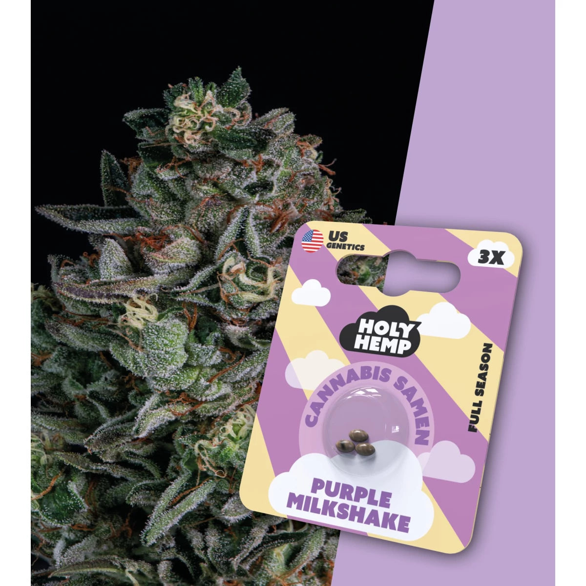 Samen - HolyHemp Purple Milkshake (Full Season)