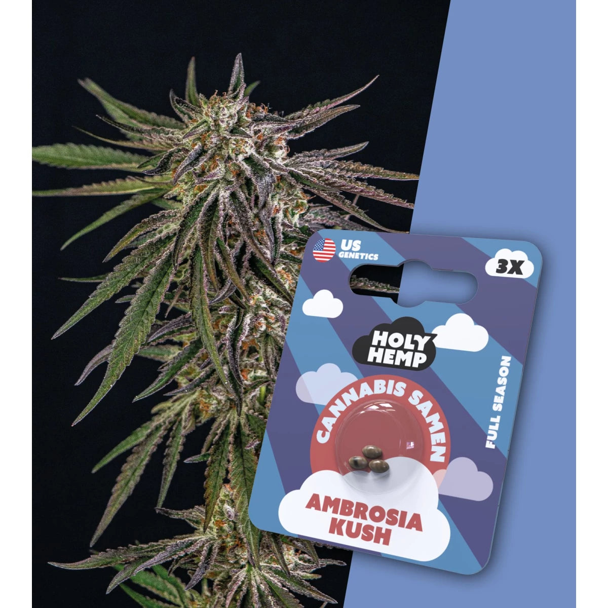 Samen - HolyHemp Ambrosia Kush (Full Season)