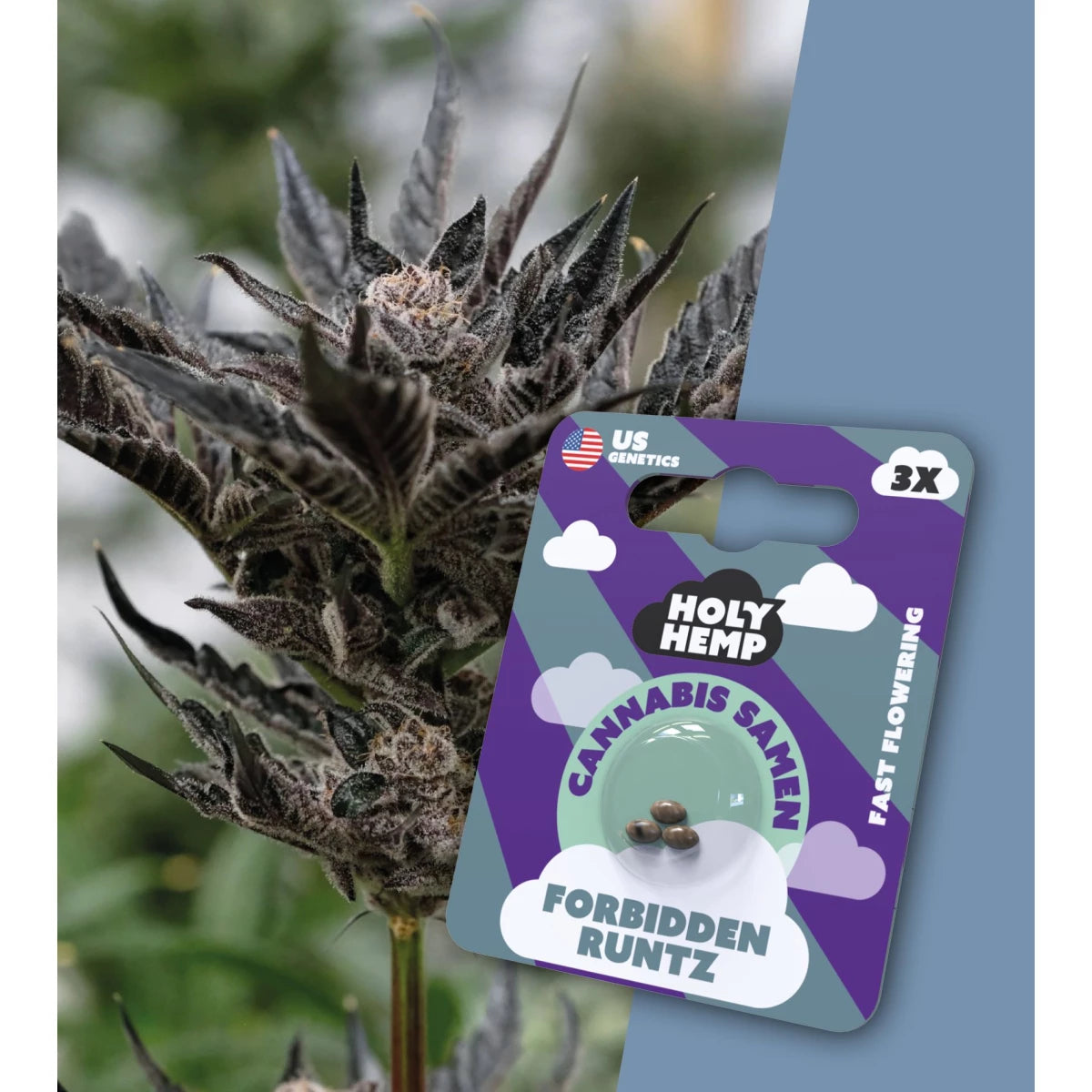 Samen - HolyHemp Forbidden Runtz (Fast Flowering)