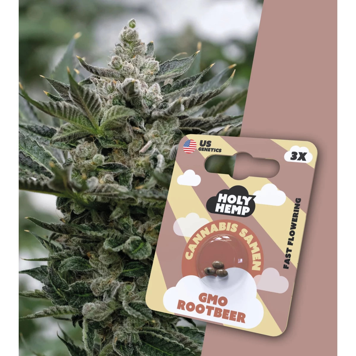 Samen - HolyHemp GMO Rootbeer (Fast Flowering)