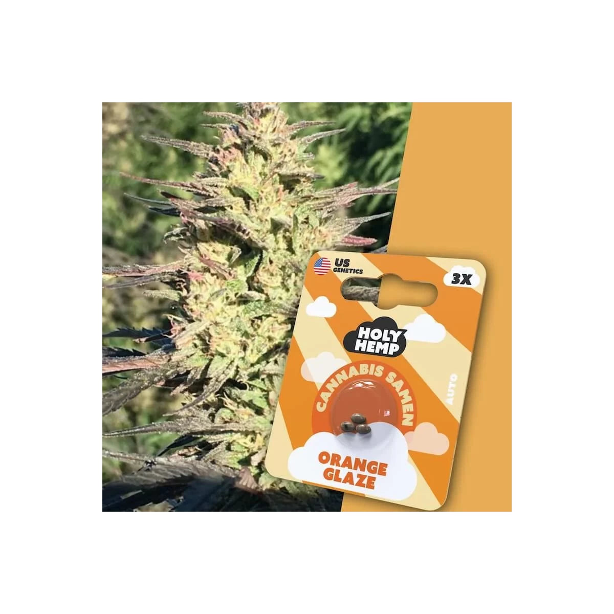Samen - HolyHemp Orange Glaze (Auto Flowering)