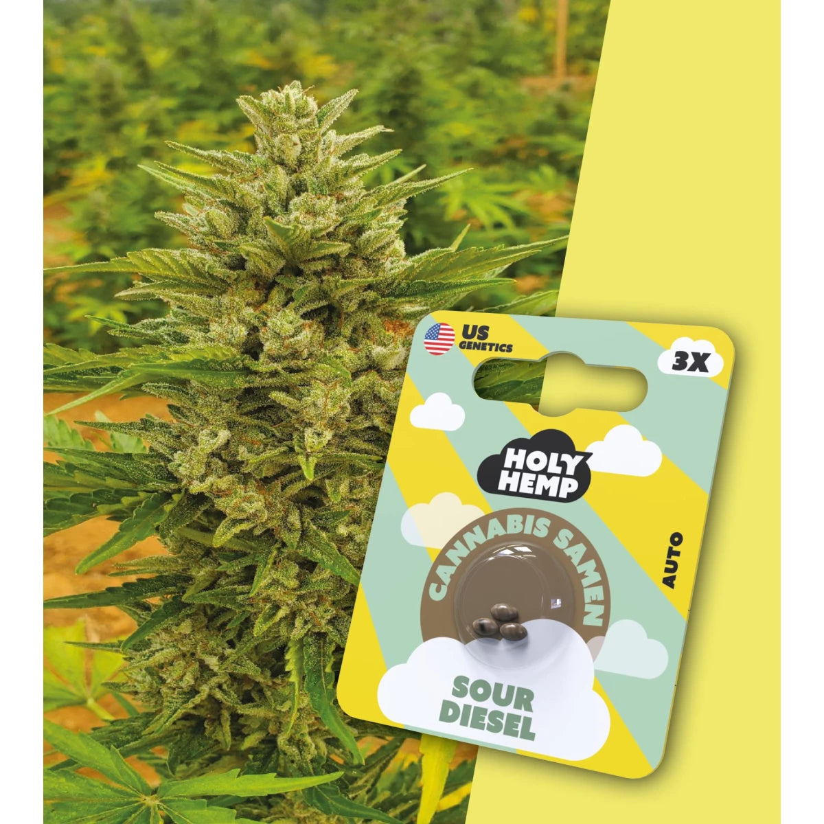 Samen - HolyHemp Sour Diesel (Auto Flowering)
