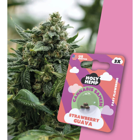 Samen - HolyHemp Straberry Guava (Fast Flowering)